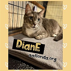 Thumbnail photo of Diane #1