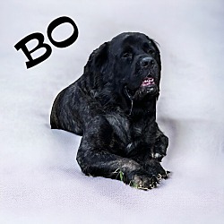 Photo of Bo