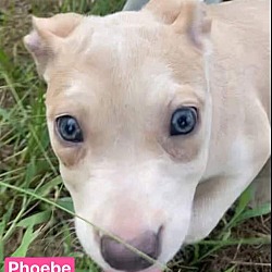 Thumbnail photo of Phoebe #3