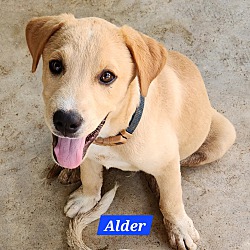 Thumbnail photo of Alder #2