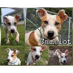 Thumbnail photo of Camelot #1