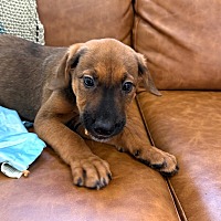 adopt a pet