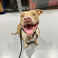 adopt a pet