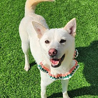 adopt-pet