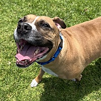 adopt a pet