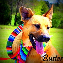 Thumbnail photo of Buster ~ NEW PICS! ~ meet me! #1