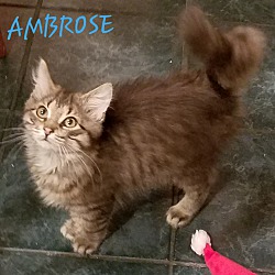 Thumbnail photo of AMBROSE #1