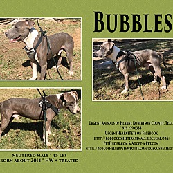 Thumbnail photo of Bubbles #2