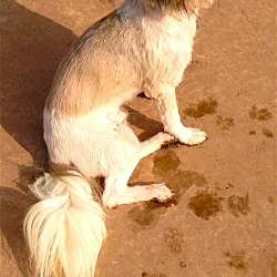 Thumbnail photo of Pedro/Santuary Dog #2
