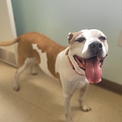 Dog for adoption - HOCUS POCUS, a Pit Bull Terrier in Toledo, OH