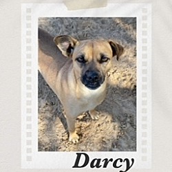 Photo of Darcy