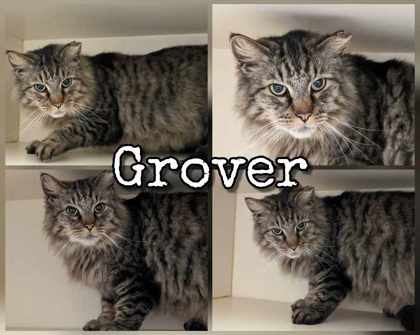 Photo of Grover