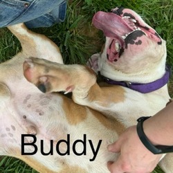 Photo of Buddy