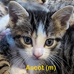 Photo of ASCOT Kitten