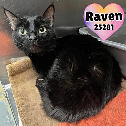 Thumbnail photo of Raven #1