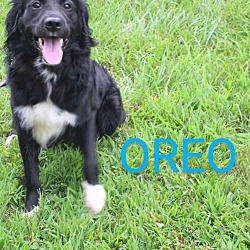 Thumbnail photo of Oreo #2