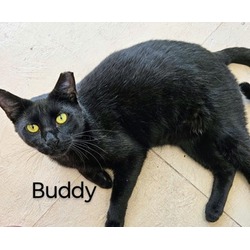 Thumbnail photo of Buddy #2