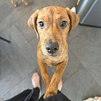adopt a pet