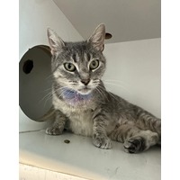adopt-pet