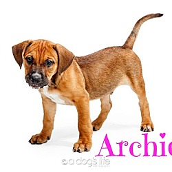 Thumbnail photo of Archie #2