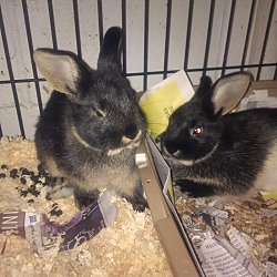 Thumbnail photo of Snickers and Hershey #1