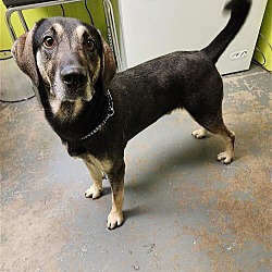Photo of MCGRUFF (2-3 YRS 62 LBS)