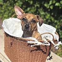 adopt a pet