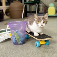 adopt a pet