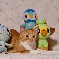 adopt a pet