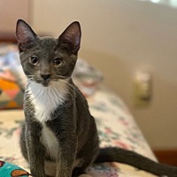 adopt a pet