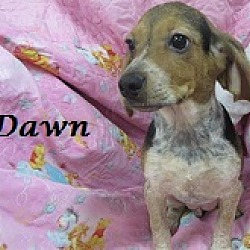 Thumbnail photo of Dawn #2