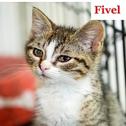 Thumbnail photo of Fivel #1