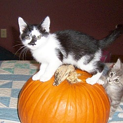 Thumbnail photo of Gwenie-Stunning Sept kitten #3