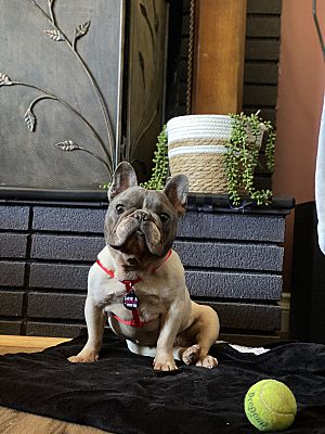 French Bulldog Pierre