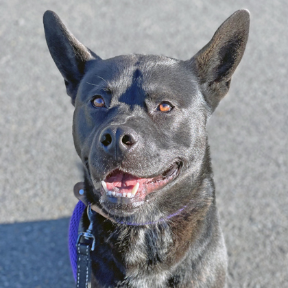 Seattle, WA - Mixed Breed (Large). Meet Ursus a Pet for Adoption ...