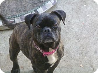 pug bully mix