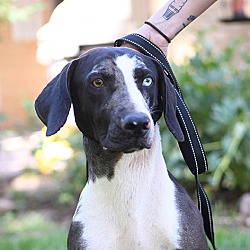 Thumbnail photo of Rooster - purebred Catahoula #1