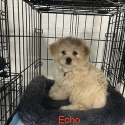 Thumbnail photo of Echo #2