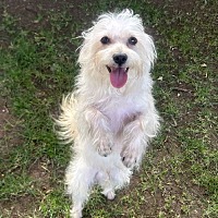 adopt-pet