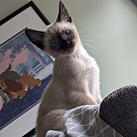 adopt a pet
