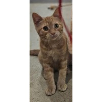 adopt-pet