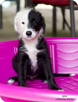 old english sheepdog lab mix puppies