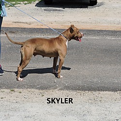 Thumbnail photo of Skyler #3