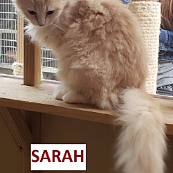 Photo of SARAH