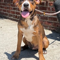 sean casey animal rescue facebook