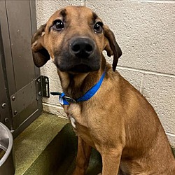 Photo of FOSTER NEEDED SCARED PUPPY