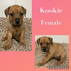Photo of Kookie Adoption Pending