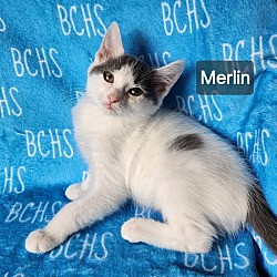 Photo of Merlin - available soon