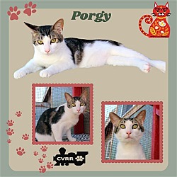 Photo of Porgy (Cat)