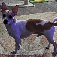 adopt-pet